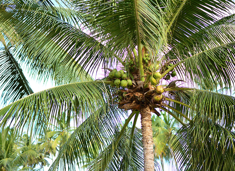 Litoral Pernambucano
