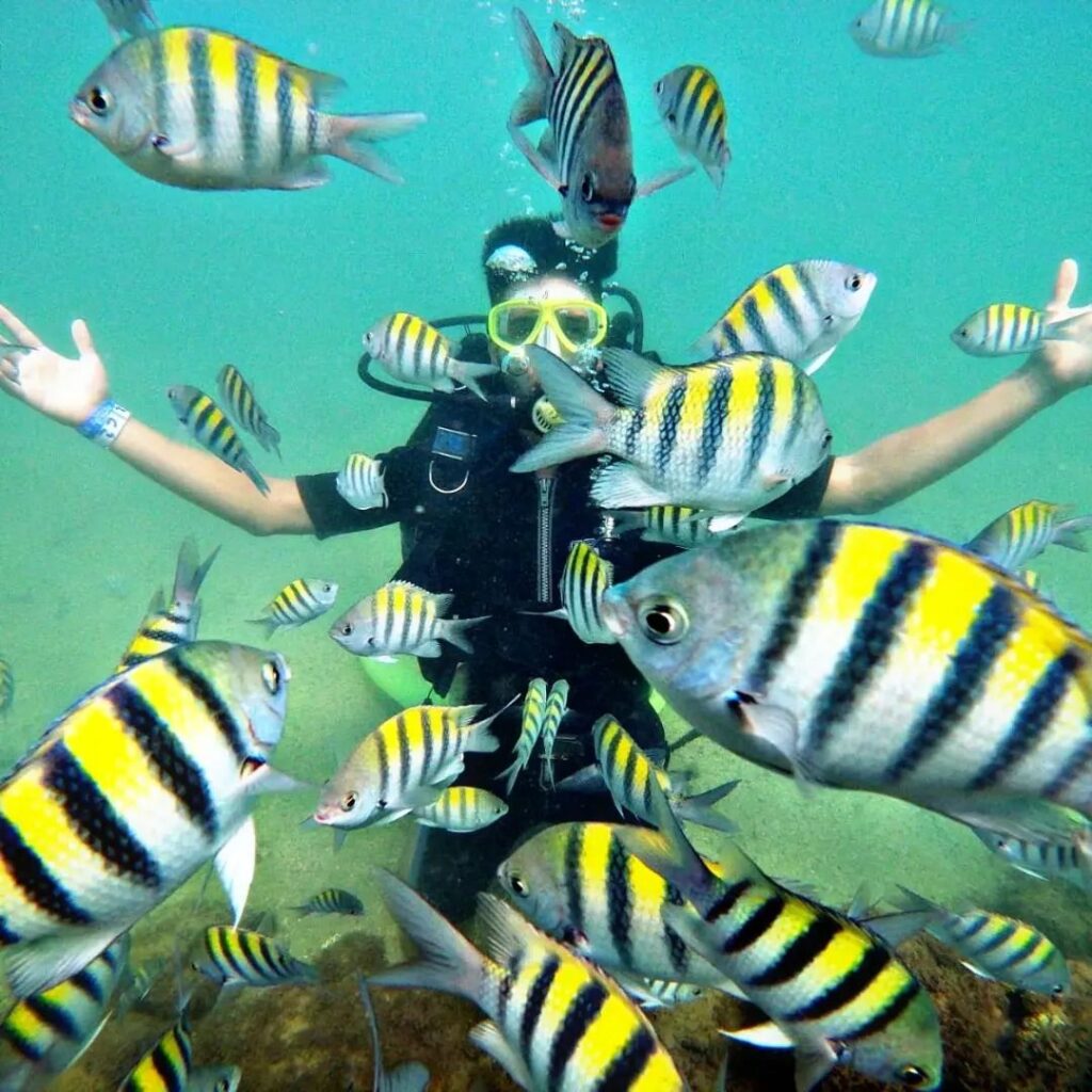 foto peixe porto de galinhas