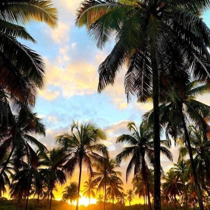 Coqueiral em Porto de Galinhas