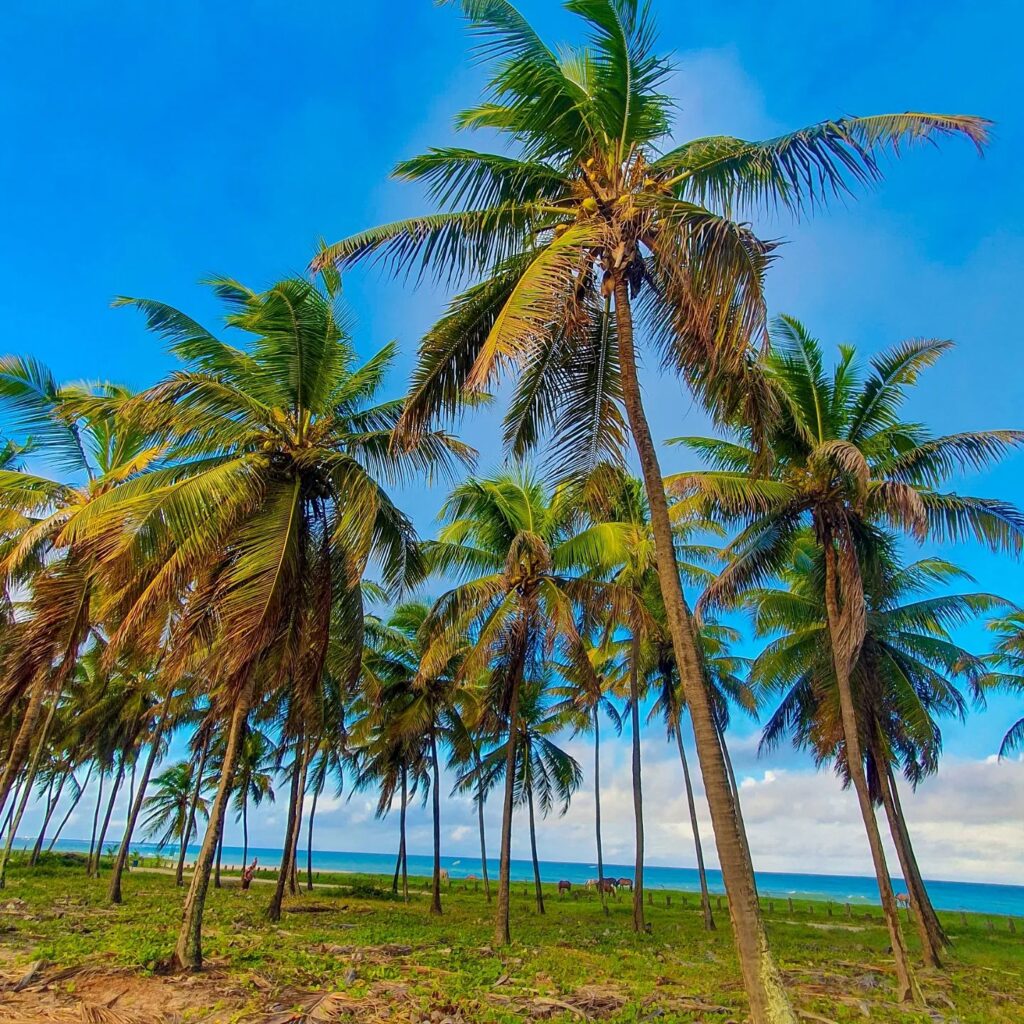 Coqueiral na praia Porto de Galinhas