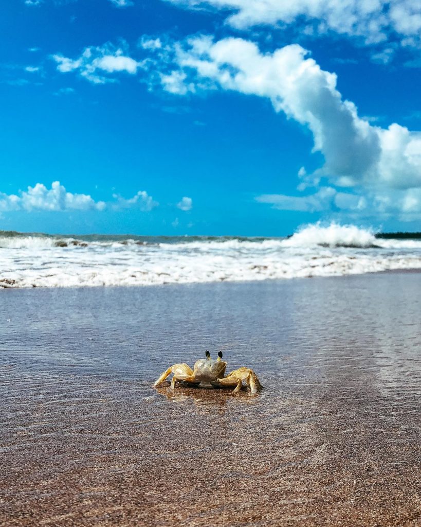 Maria Farinha na praia de japaratinga