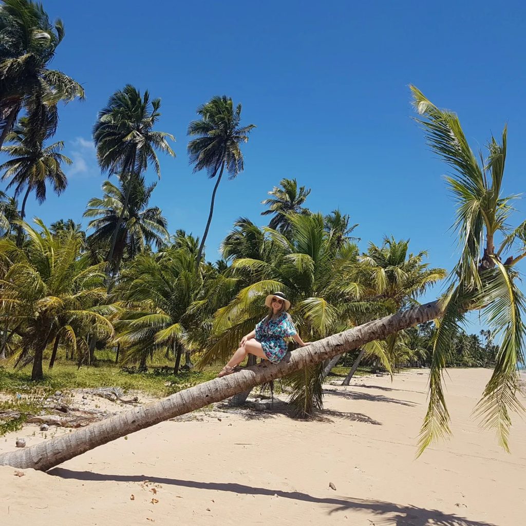 Coqueiro na praia de japaratinga