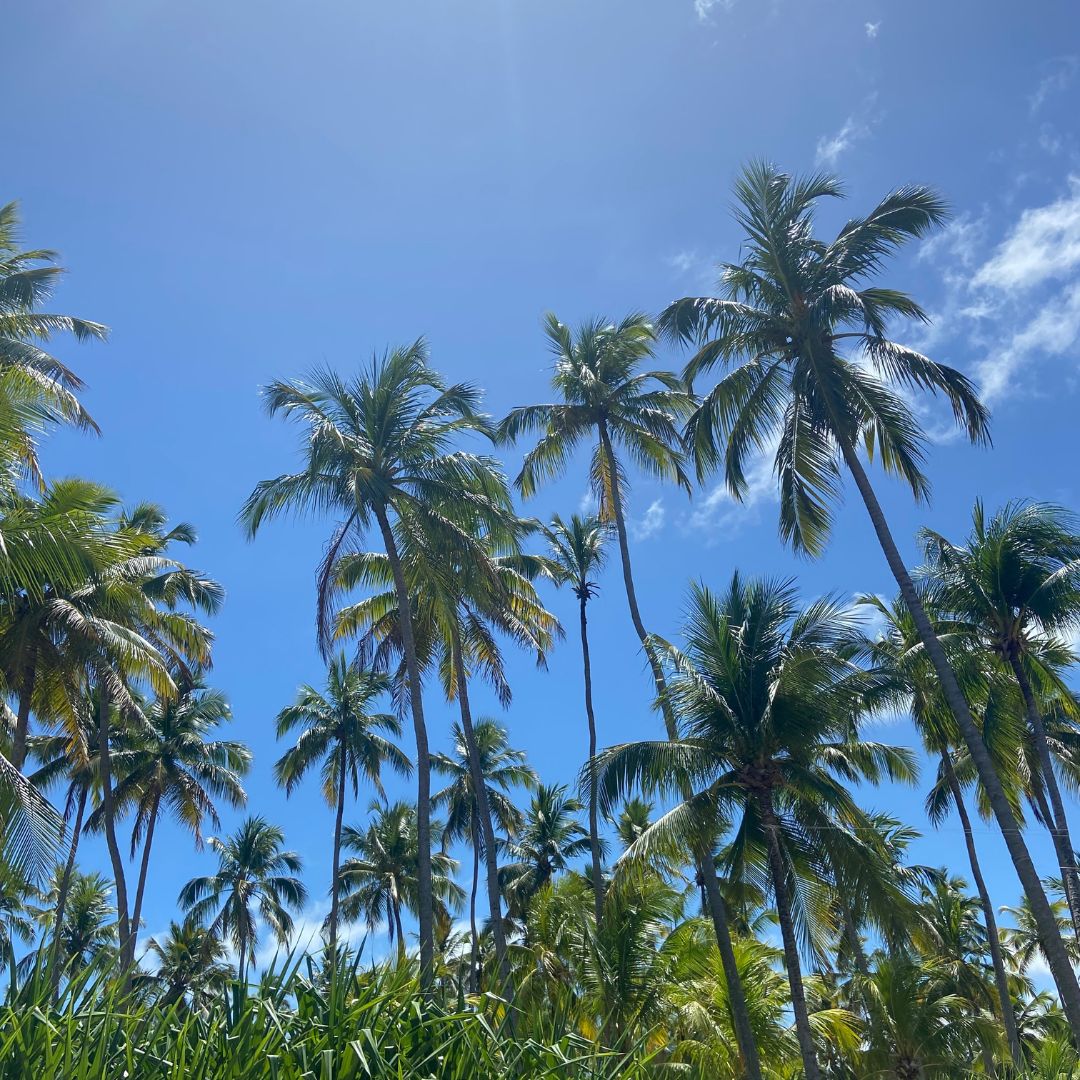 Melhor época na Praia dos Carneiros