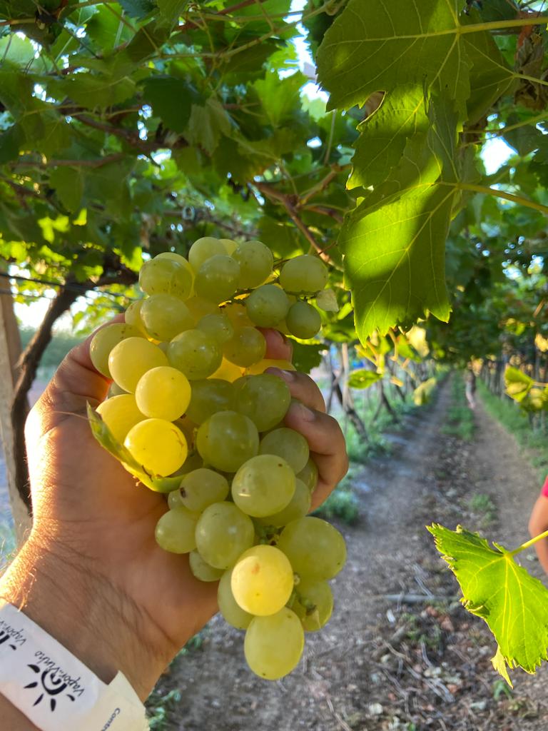 Uvas de Petrolina