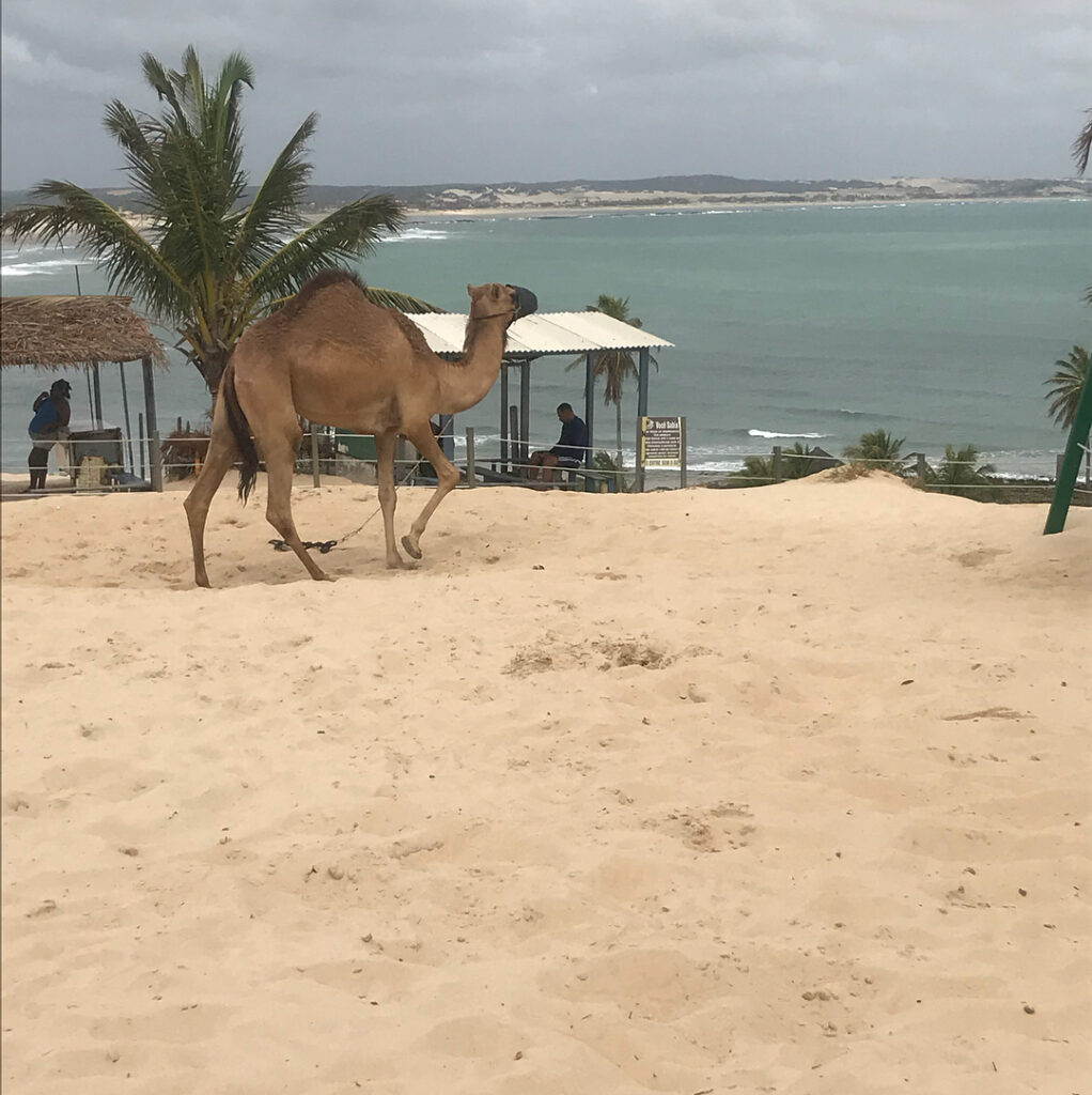 Dromedário na praia de Genipabu