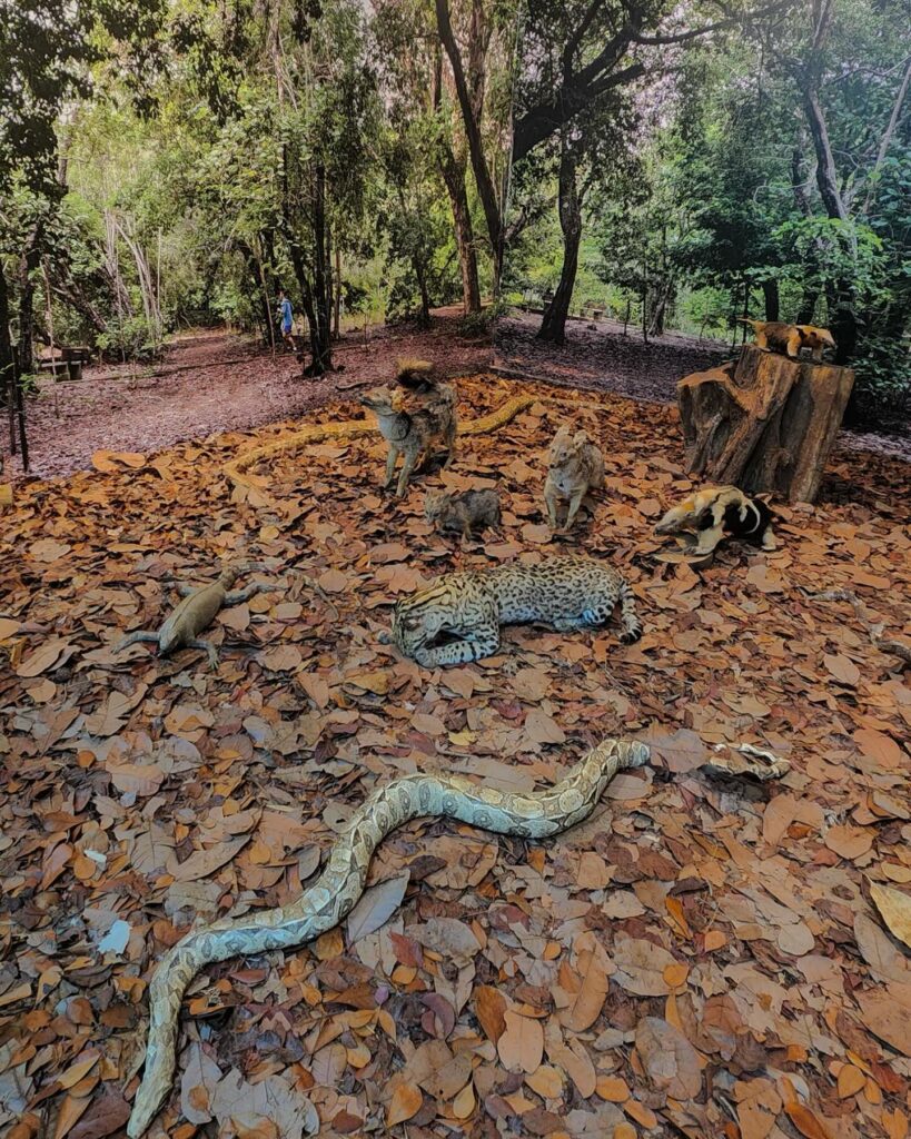 Trilhas e Observação da Natureza