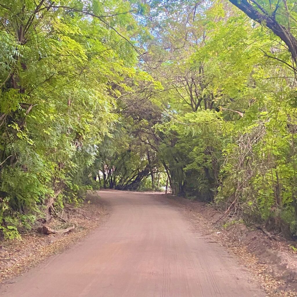 Túnel Verde São Miguel dos Milagres